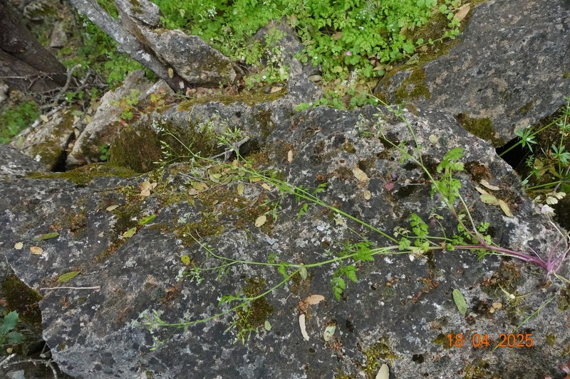 Anthriscus tenerrimus photo 3