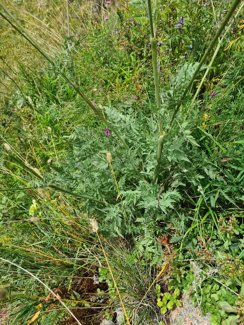 Anthriscus velutinus