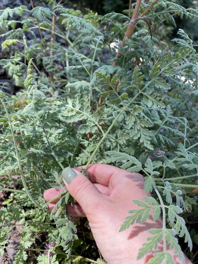 Anthriscus velutinus photo 2