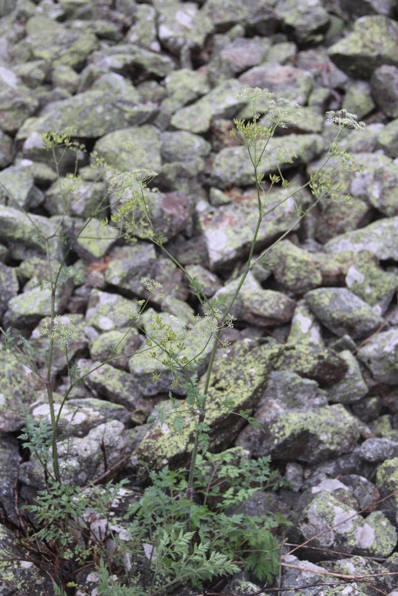 Anthriscus velutinus photo 3