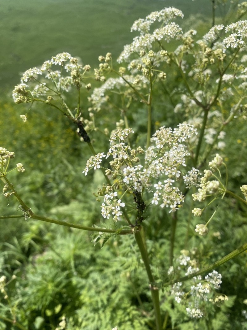 Anthriscus velutinus photo 4