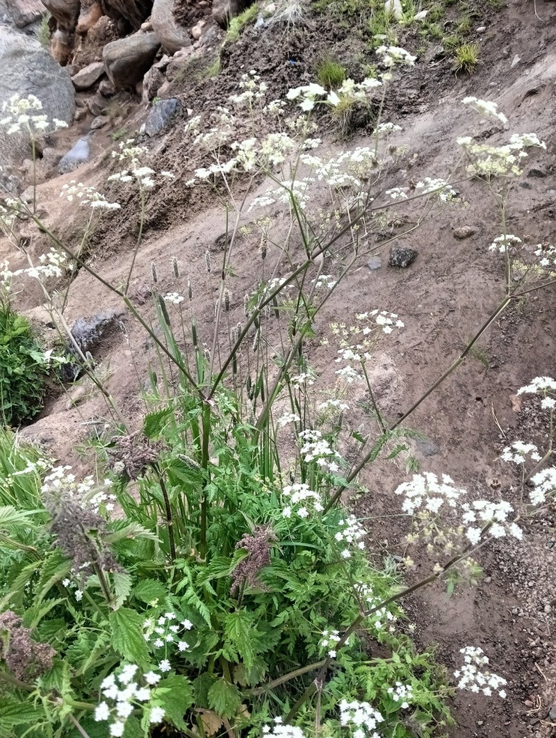 Anthriscus velutinus photo 5