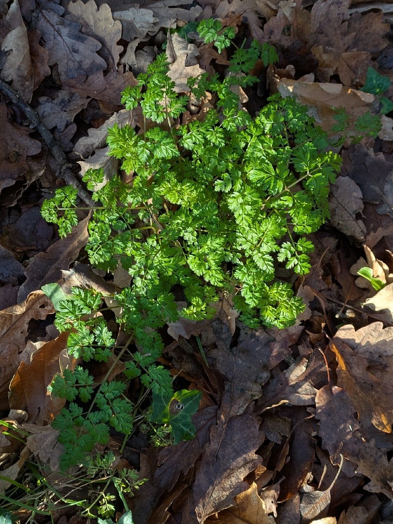 Anthriscus velutinus photo 8