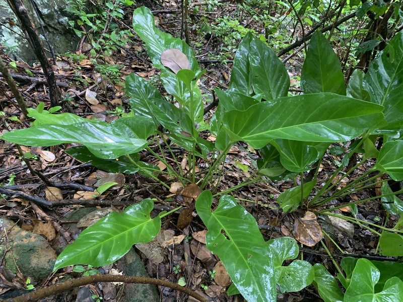 Laceleaf