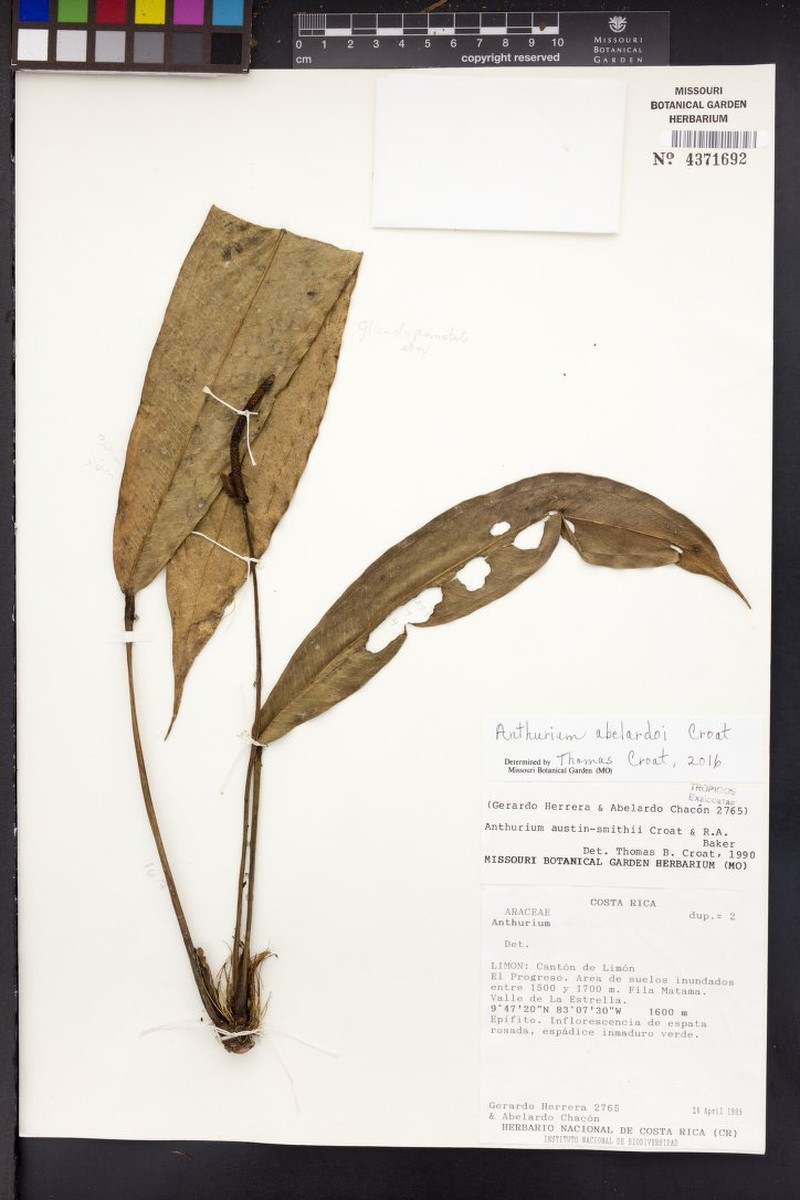 Anthurium abelardoi