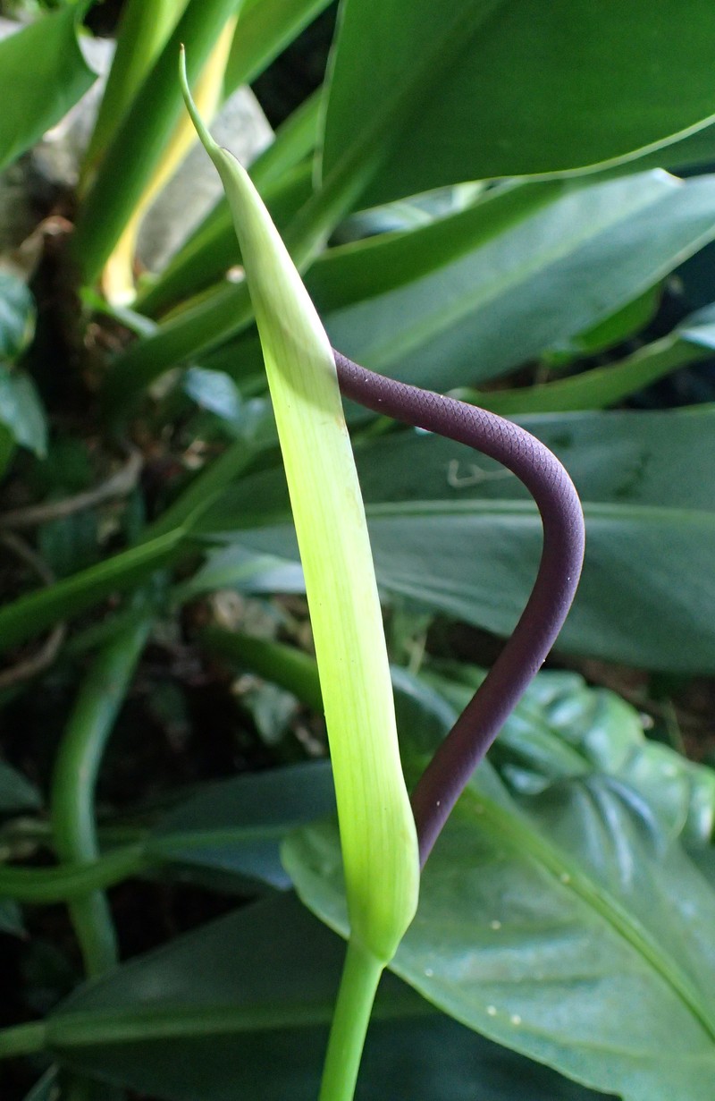 Anthurium acaule