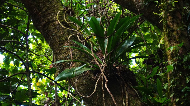 Anthurium acaule photo 2