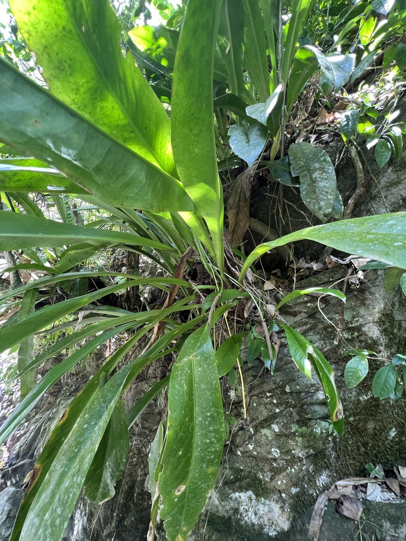Anthurium acaule photo 5