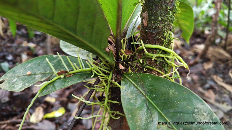 Anthurium acutangulum