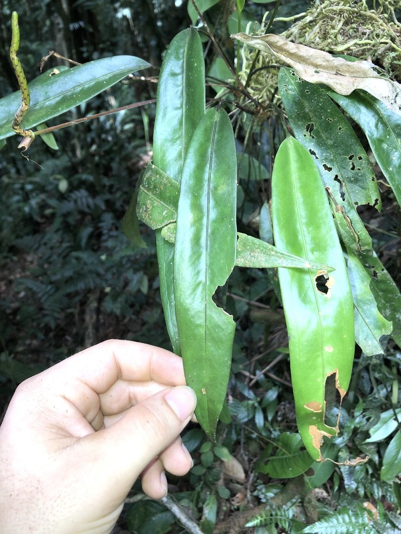Anthurium acutangulum photo 2