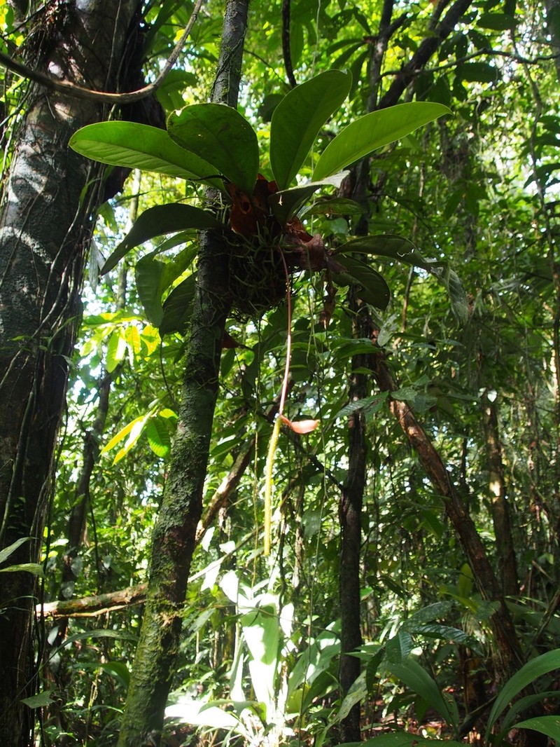 Anthurium acutangulum photo 3