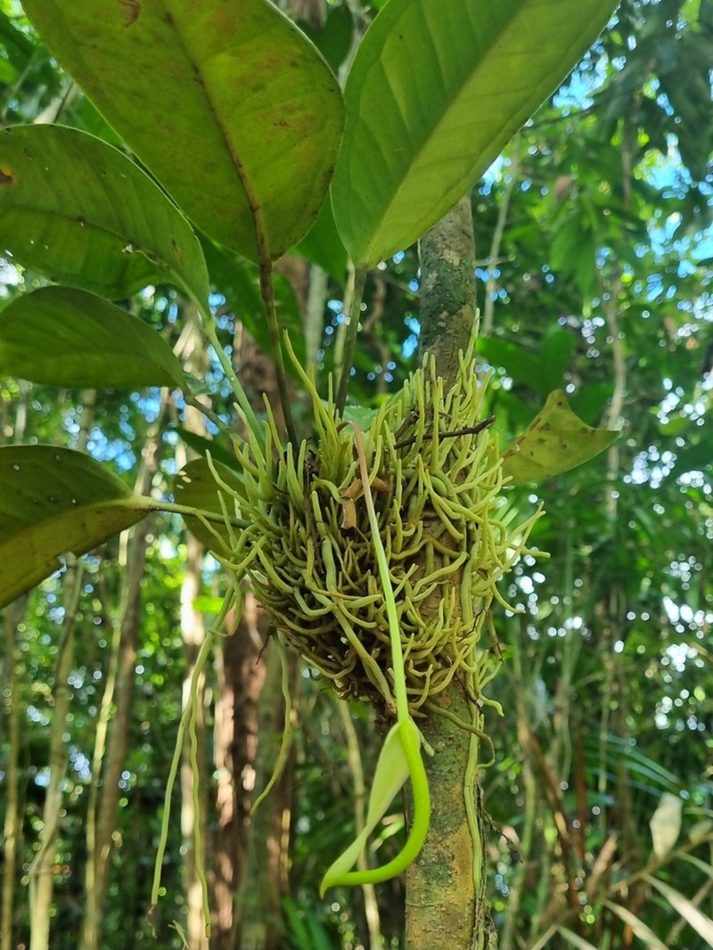 Anthurium acutangulum photo 4
