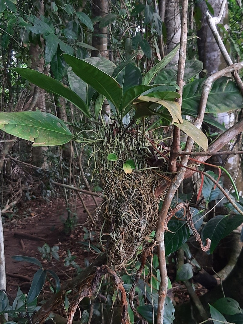 Anthurium acutangulum photo 5