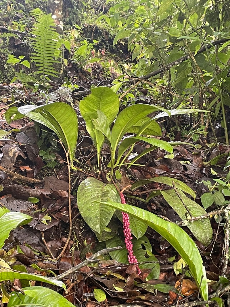 Anthurium acutangulum photo 6