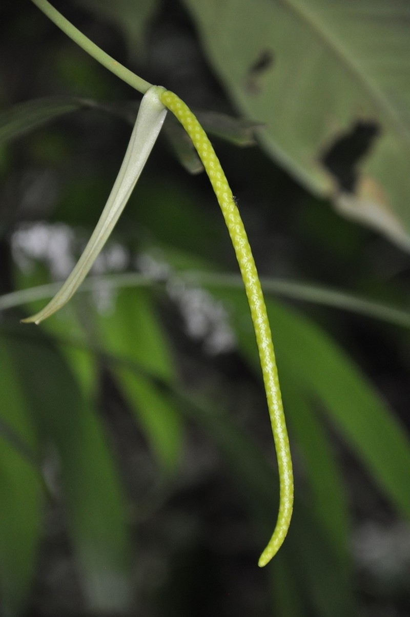 Anthurium acutangulum photo 7