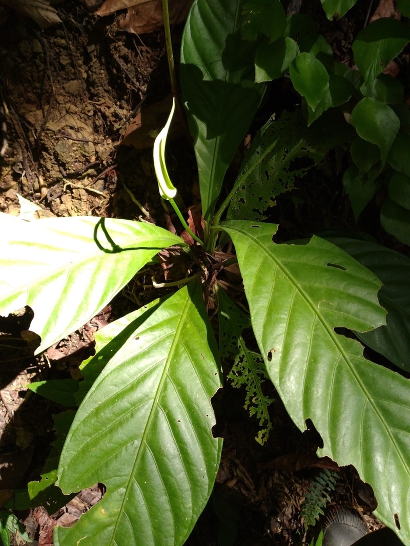 Anthurium acutifolium
