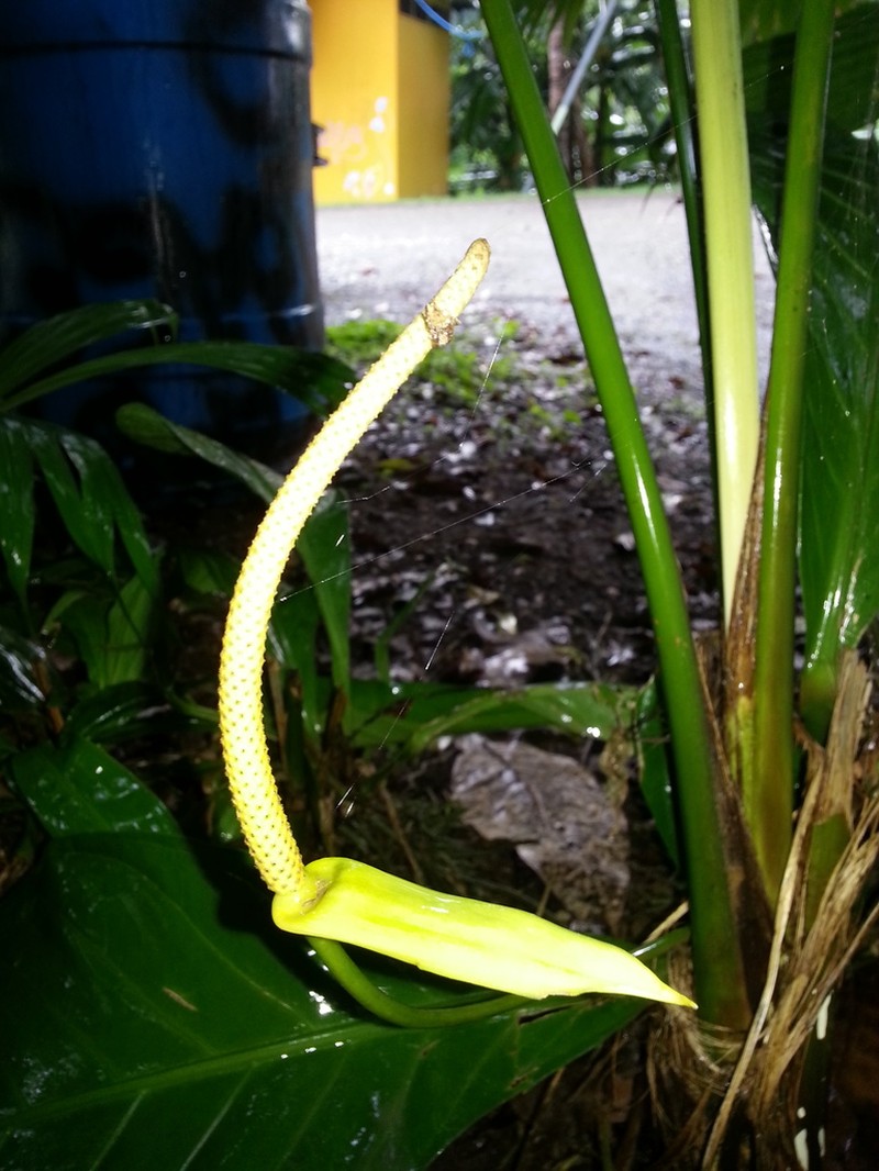 Anthurium acutifolium photo 2