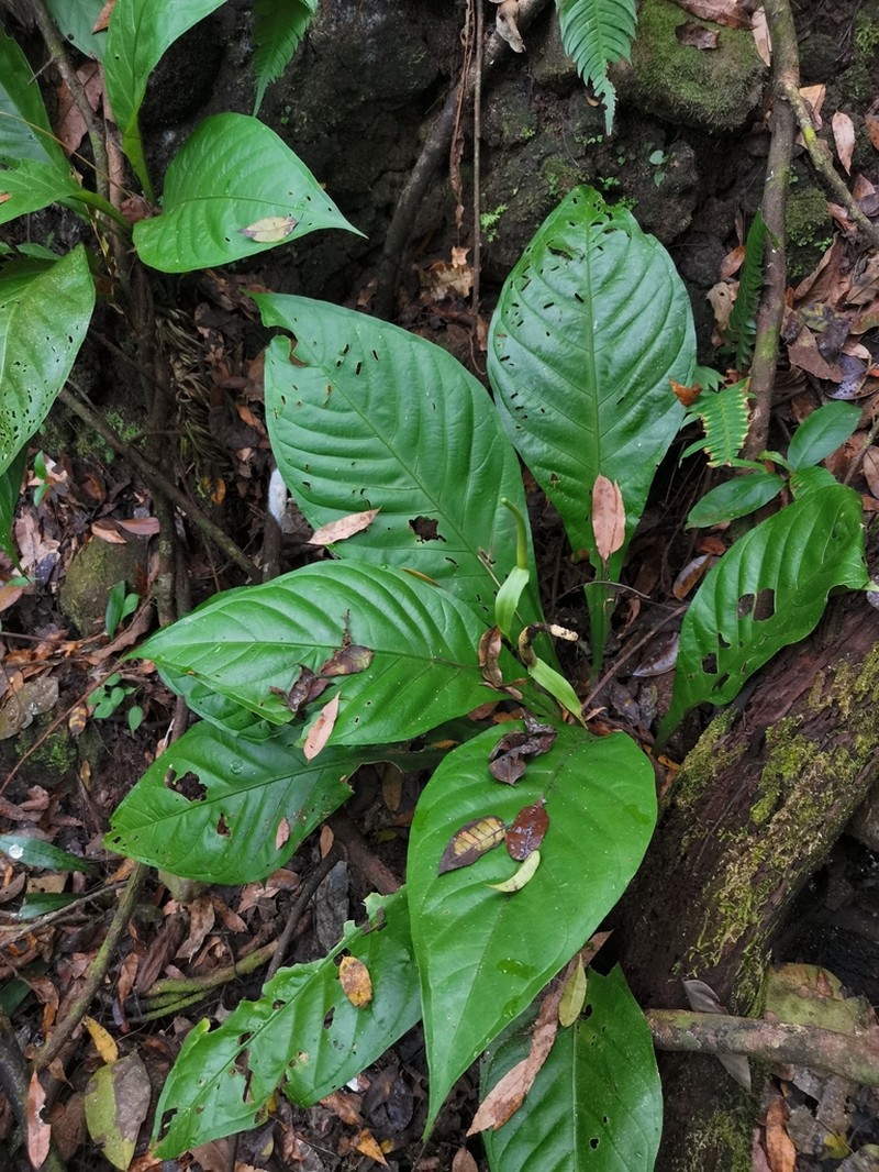 Anthurium acutifolium photo 3