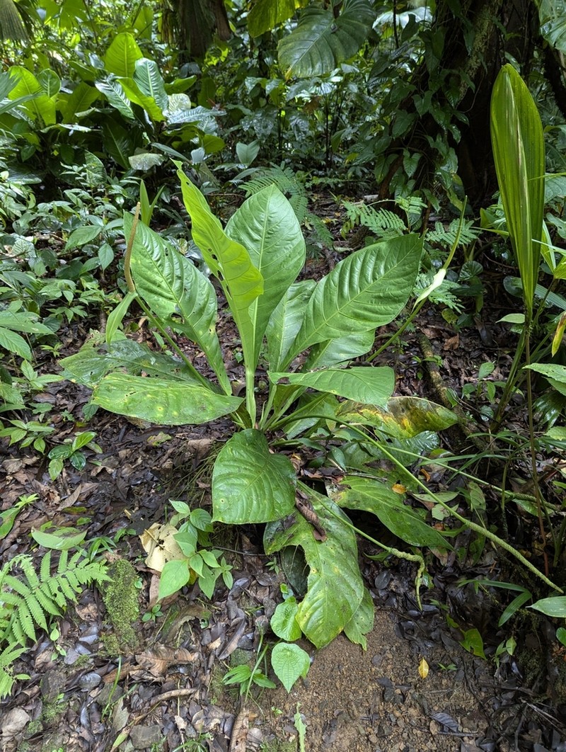 Anthurium acutifolium photo 4