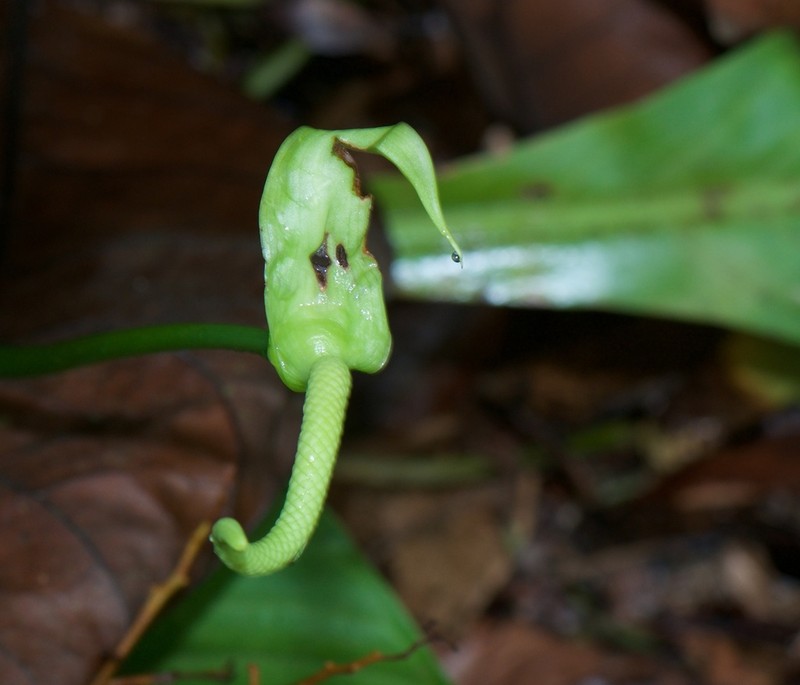 Anthurium acutifolium photo 5