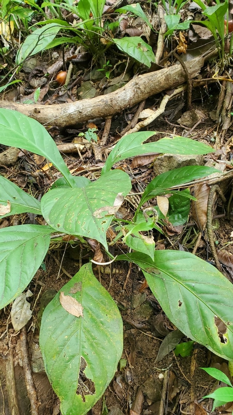 Anthurium acutifolium photo 6