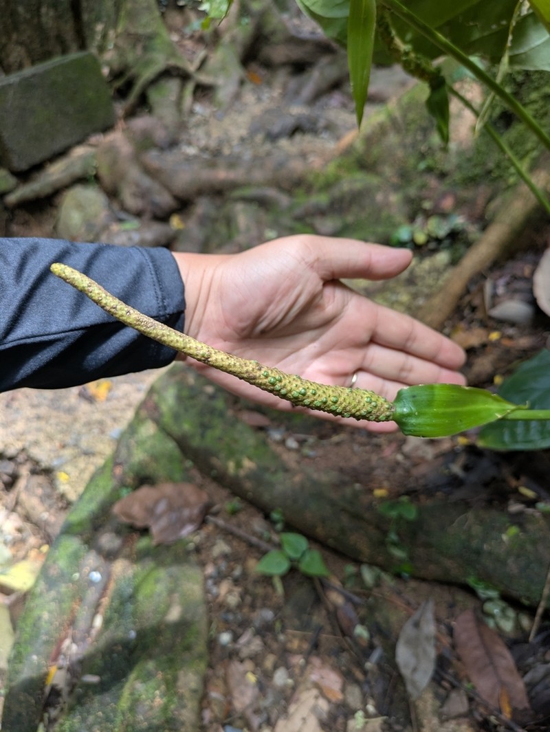 Anthurium acutifolium photo 7
