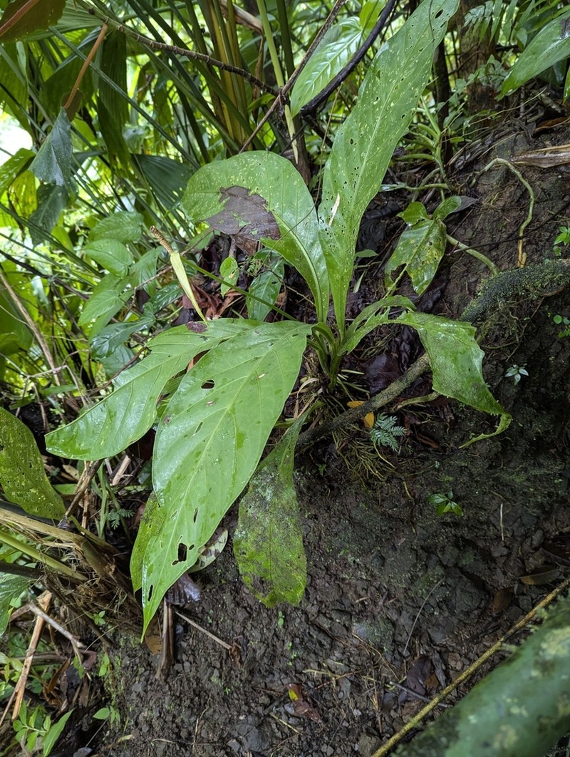Anthurium acutifolium photo 8