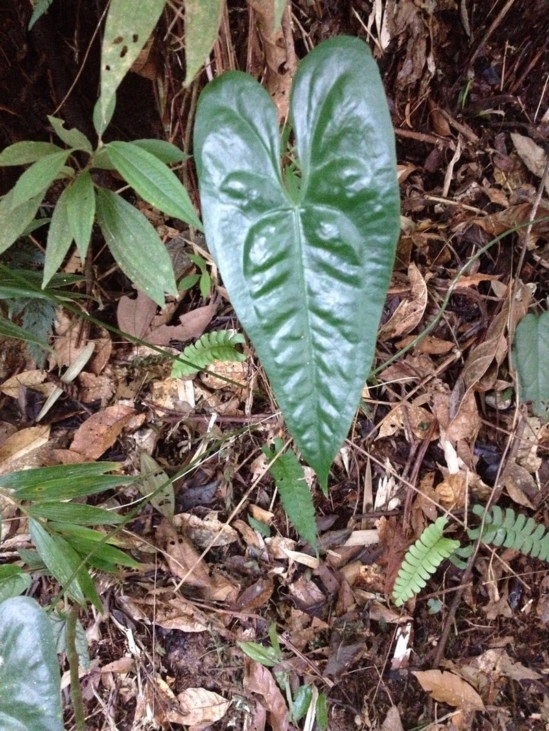 Anthurium acutum