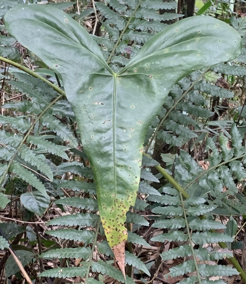 Anthurium acutum photo 2