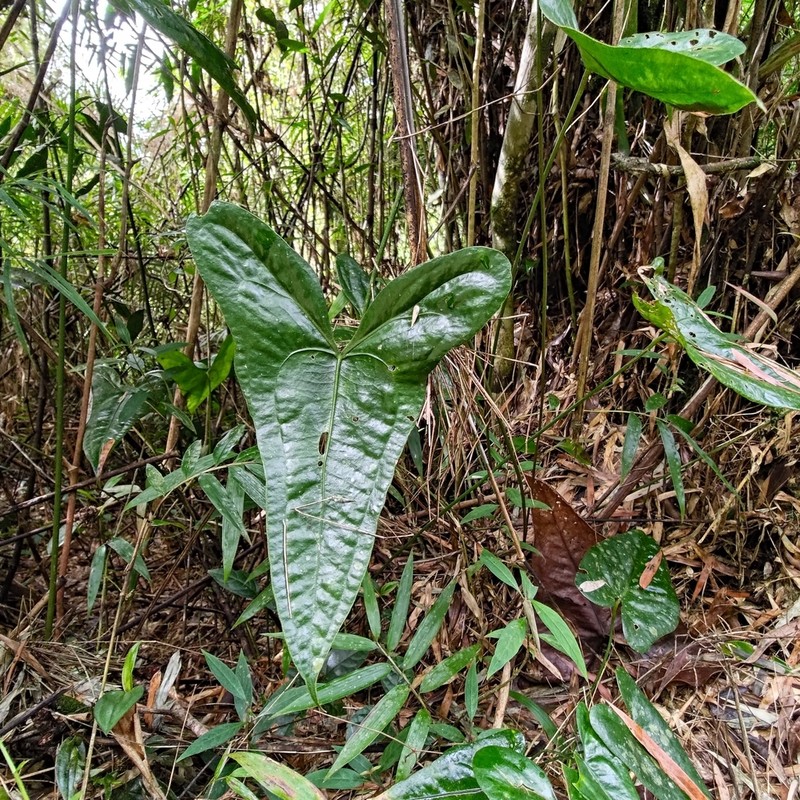 Anthurium acutum photo 3