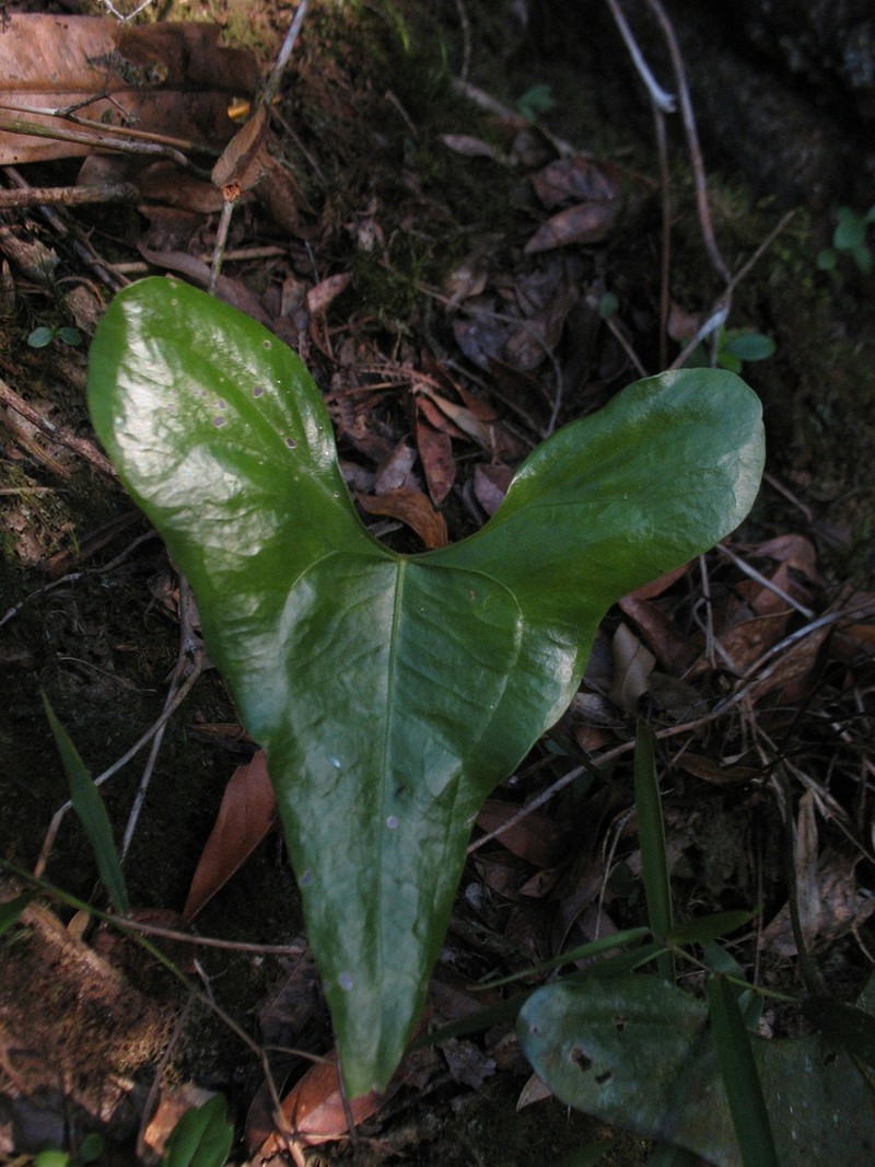 Anthurium acutum photo 4