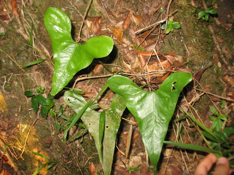 Anthurium acutum photo 5