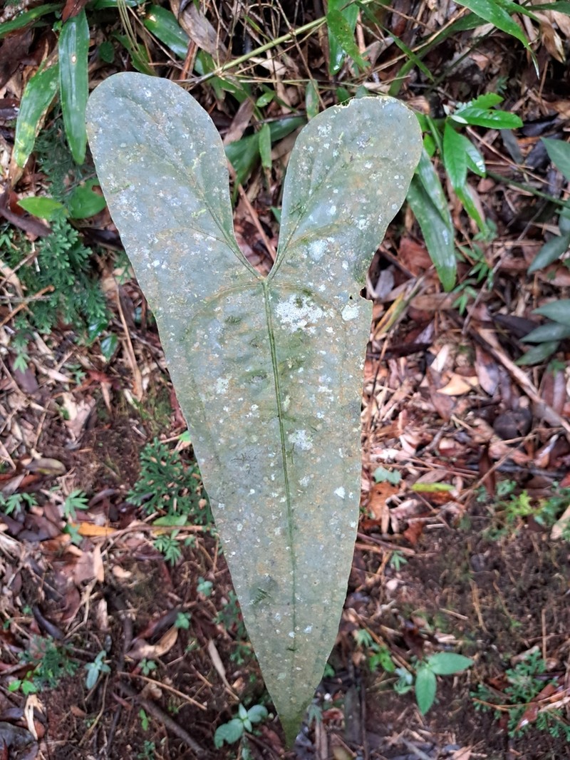Anthurium acutum photo 6