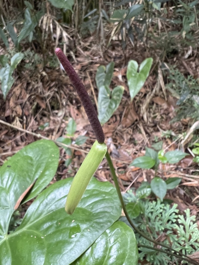 Anthurium acutum photo 7