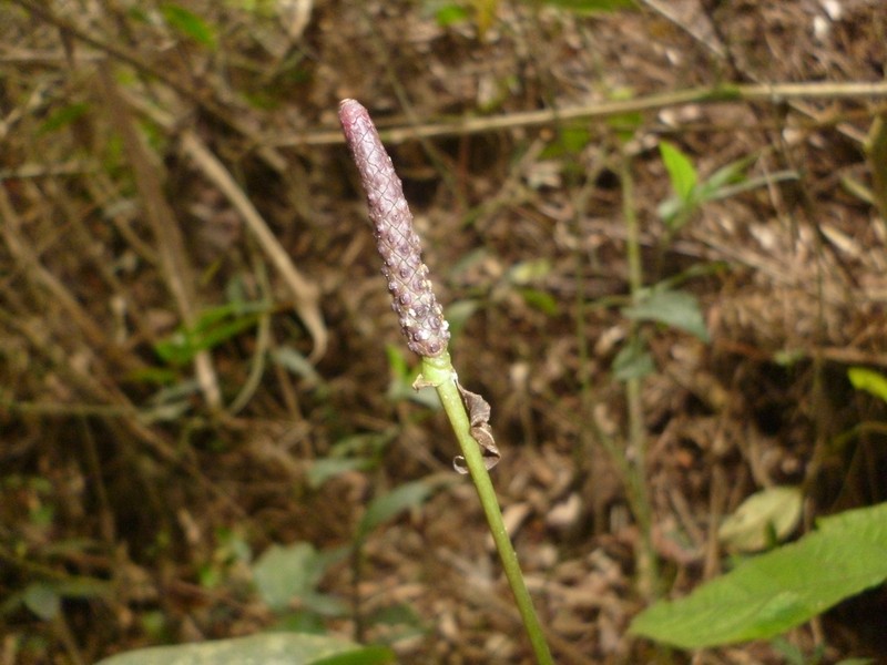 Anthurium acutum photo 8