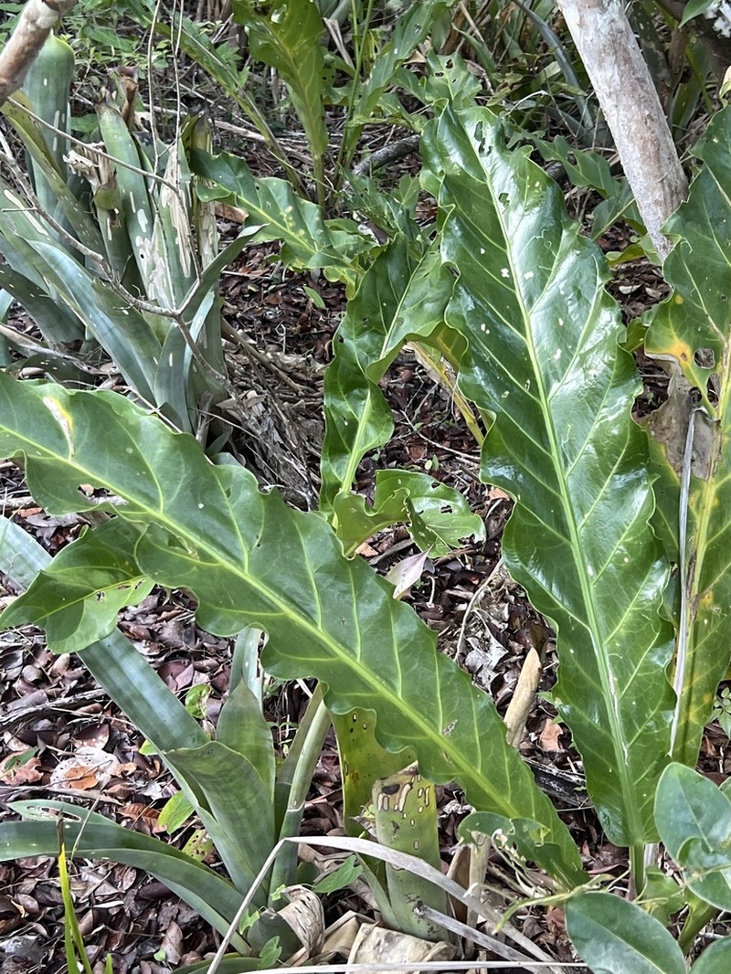 Anthurium affine