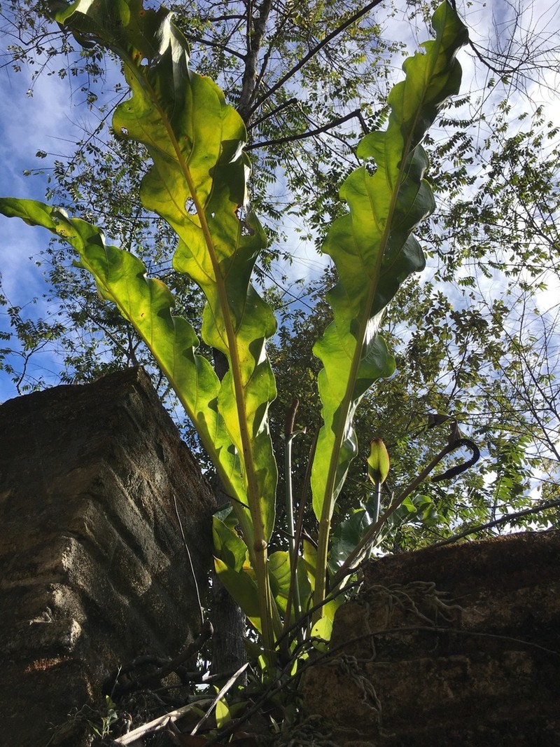 Anthurium affine photo 4