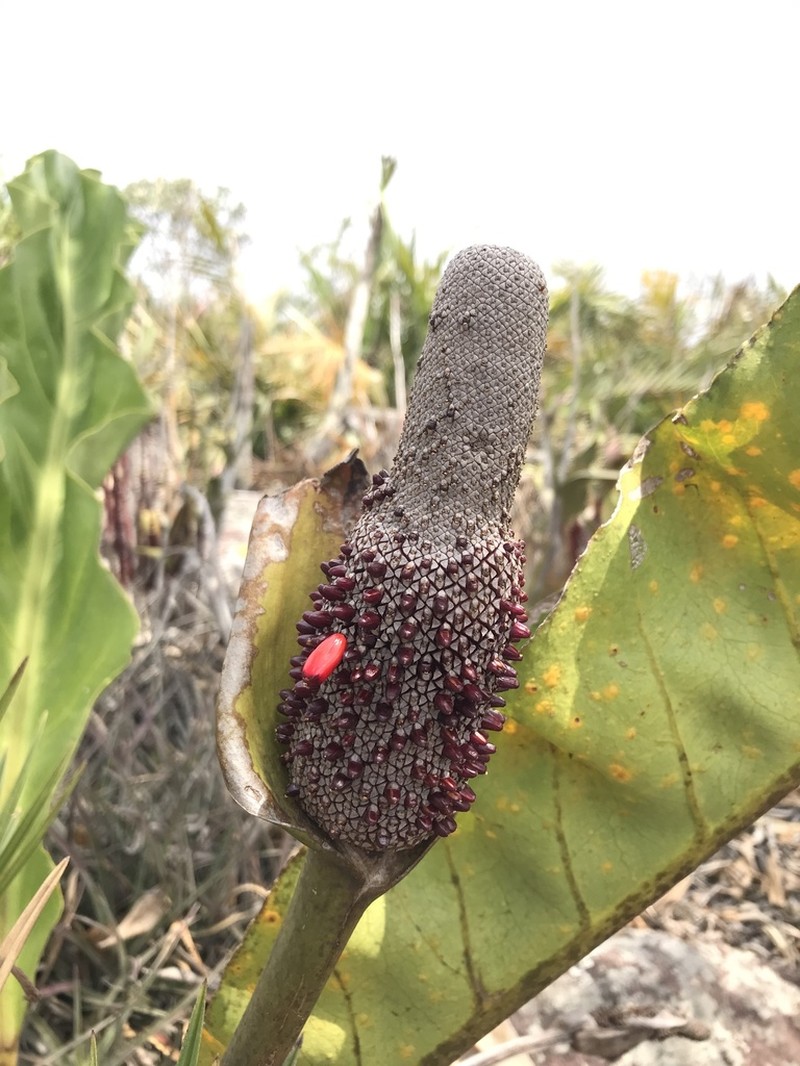Anthurium affine photo 5