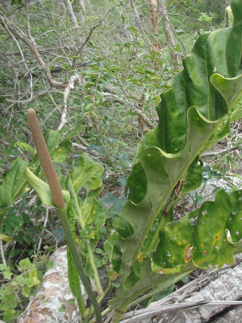 Anthurium affine photo 6