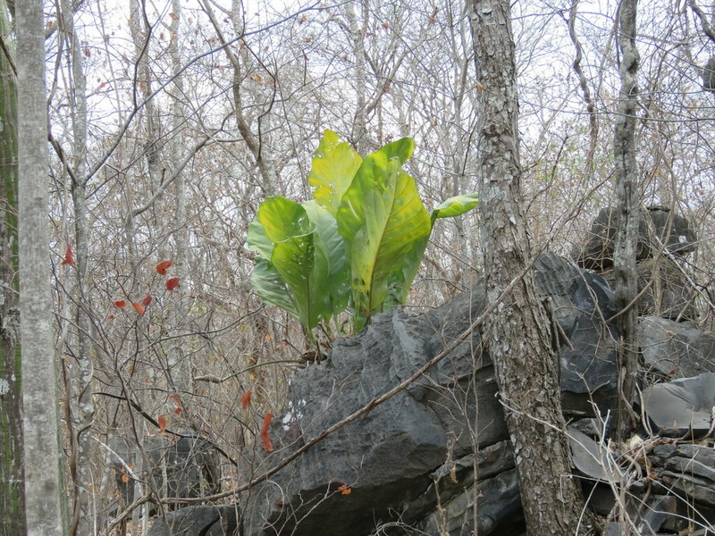 Anthurium affine photo 7