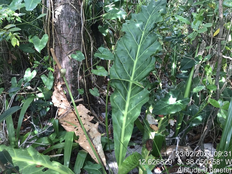 Anthurium affine photo 8