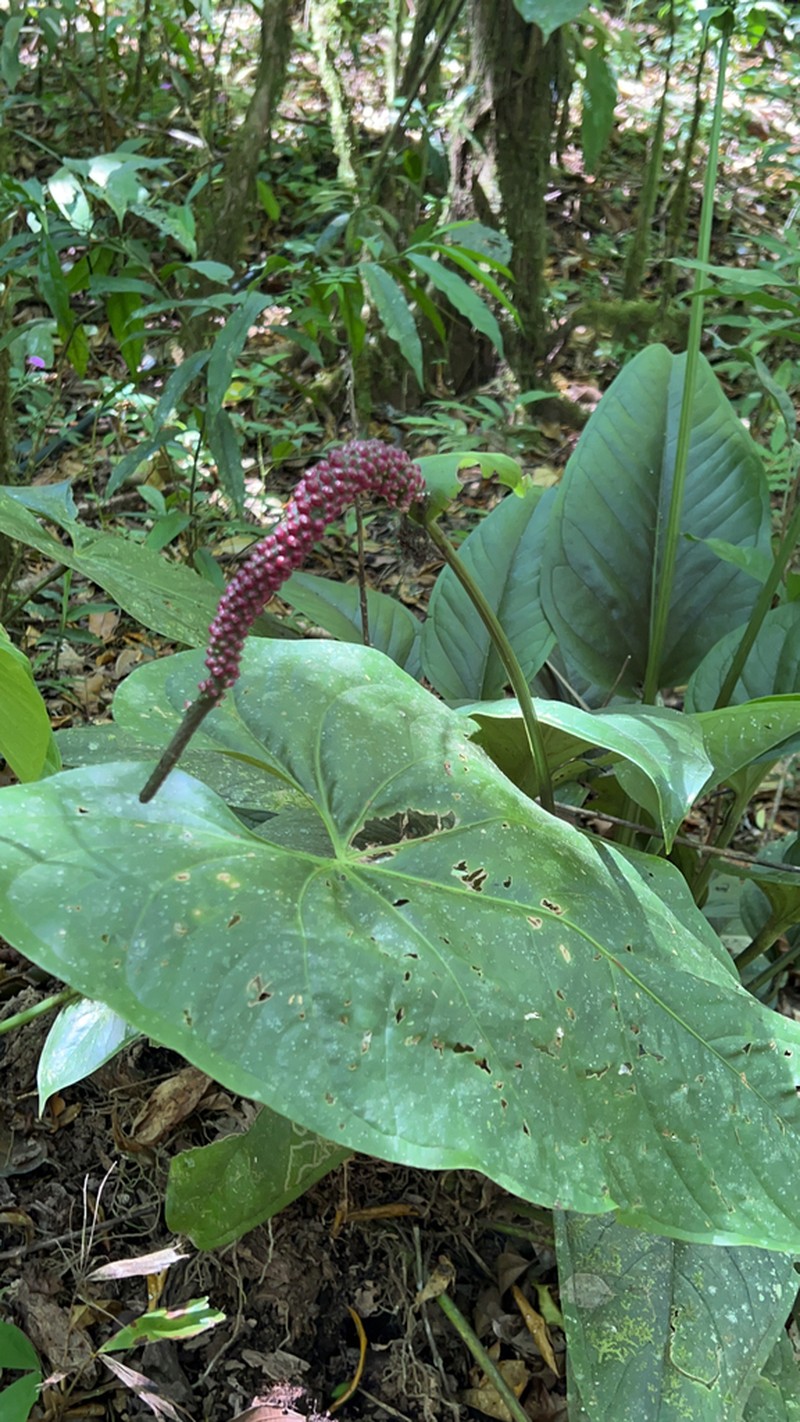 Anthurium alatipedunculatum
