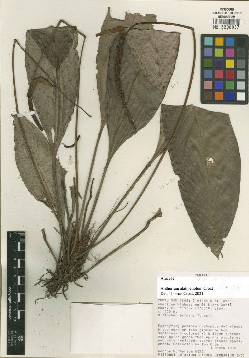 Anthurium alatipetiolum