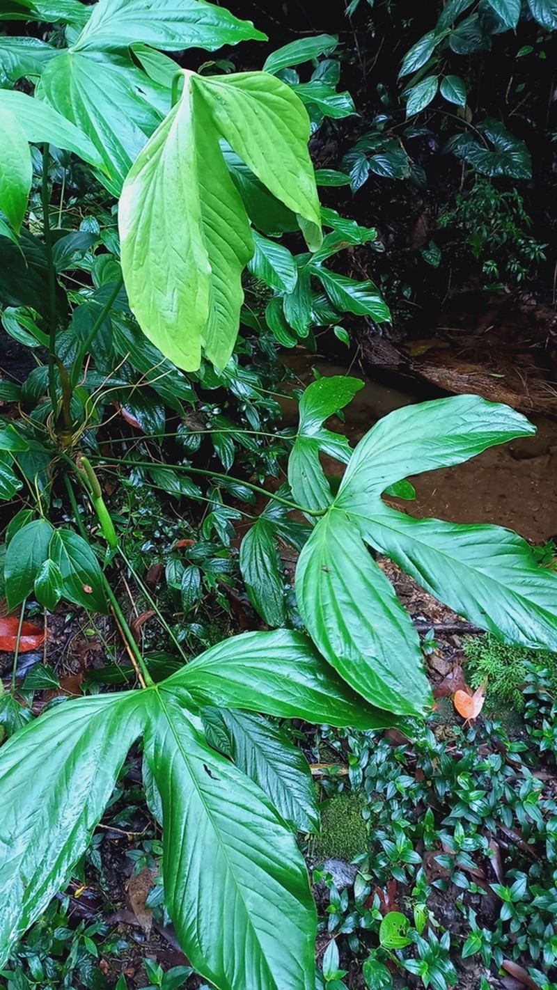 Anthurium alatum