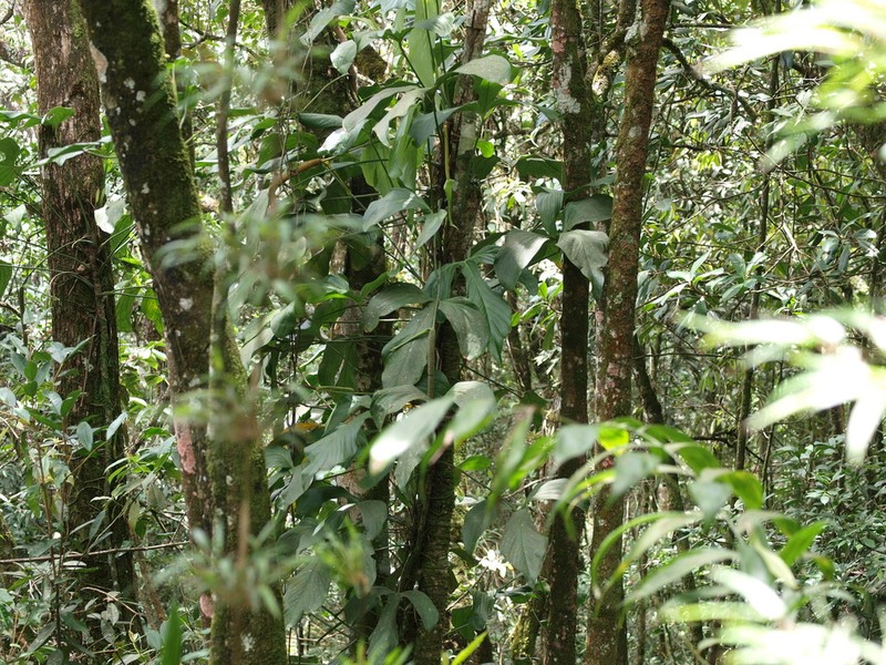 Anthurium alatum photo 2