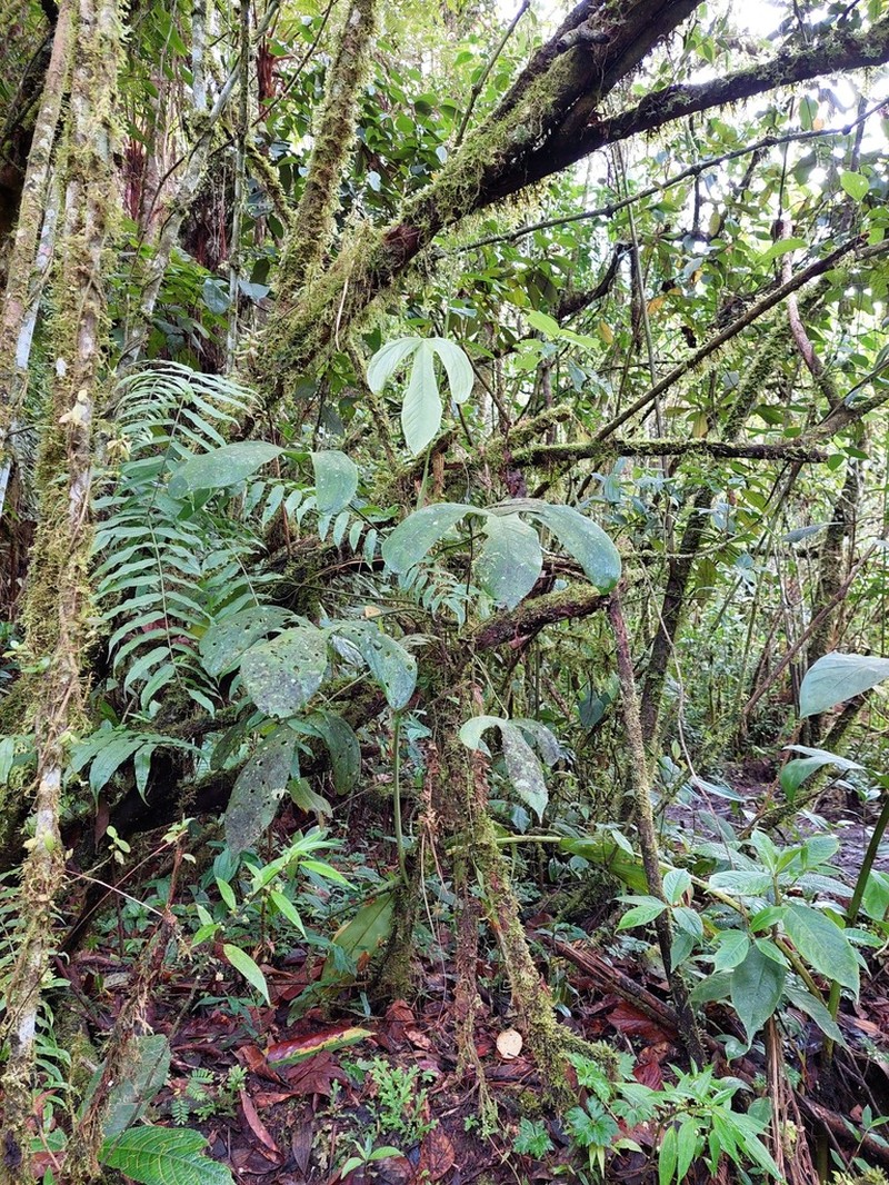 Anthurium alatum photo 3