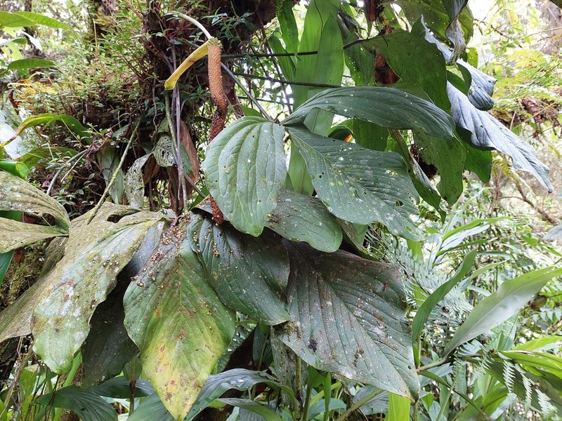 Anthurium alatum photo 4