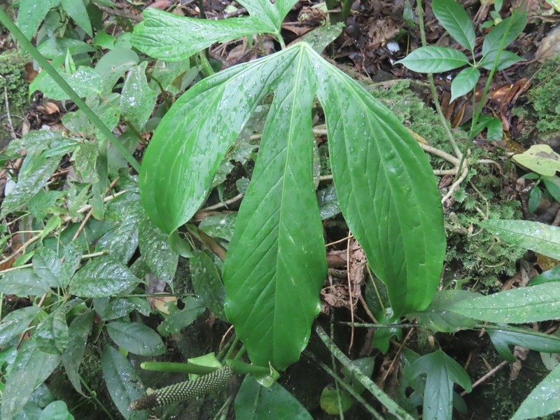 Anthurium alatum photo 5