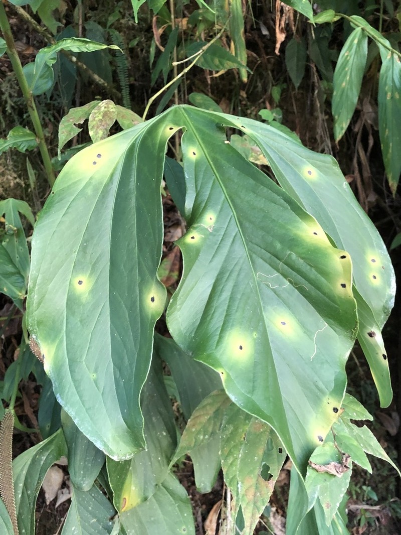 Anthurium alatum photo 6