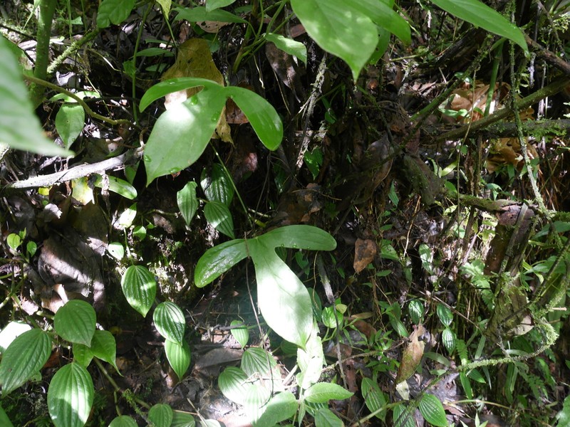 Anthurium alatum photo 7